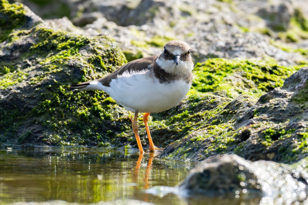 この日は海で5匹ほど見ました - 2026.02.22 沖縄県糸満市