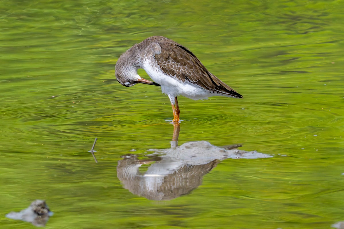脂を塗るアカアシシギ