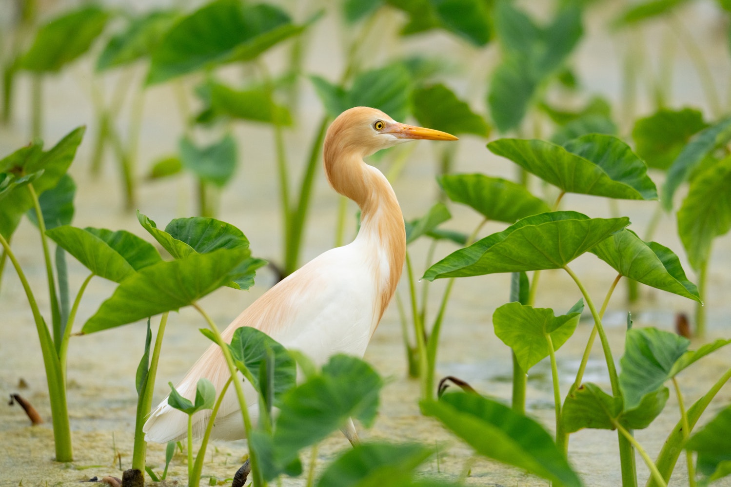 アマサギ:芋畑のアマサギ - 2026.04.12 沖縄県金武町