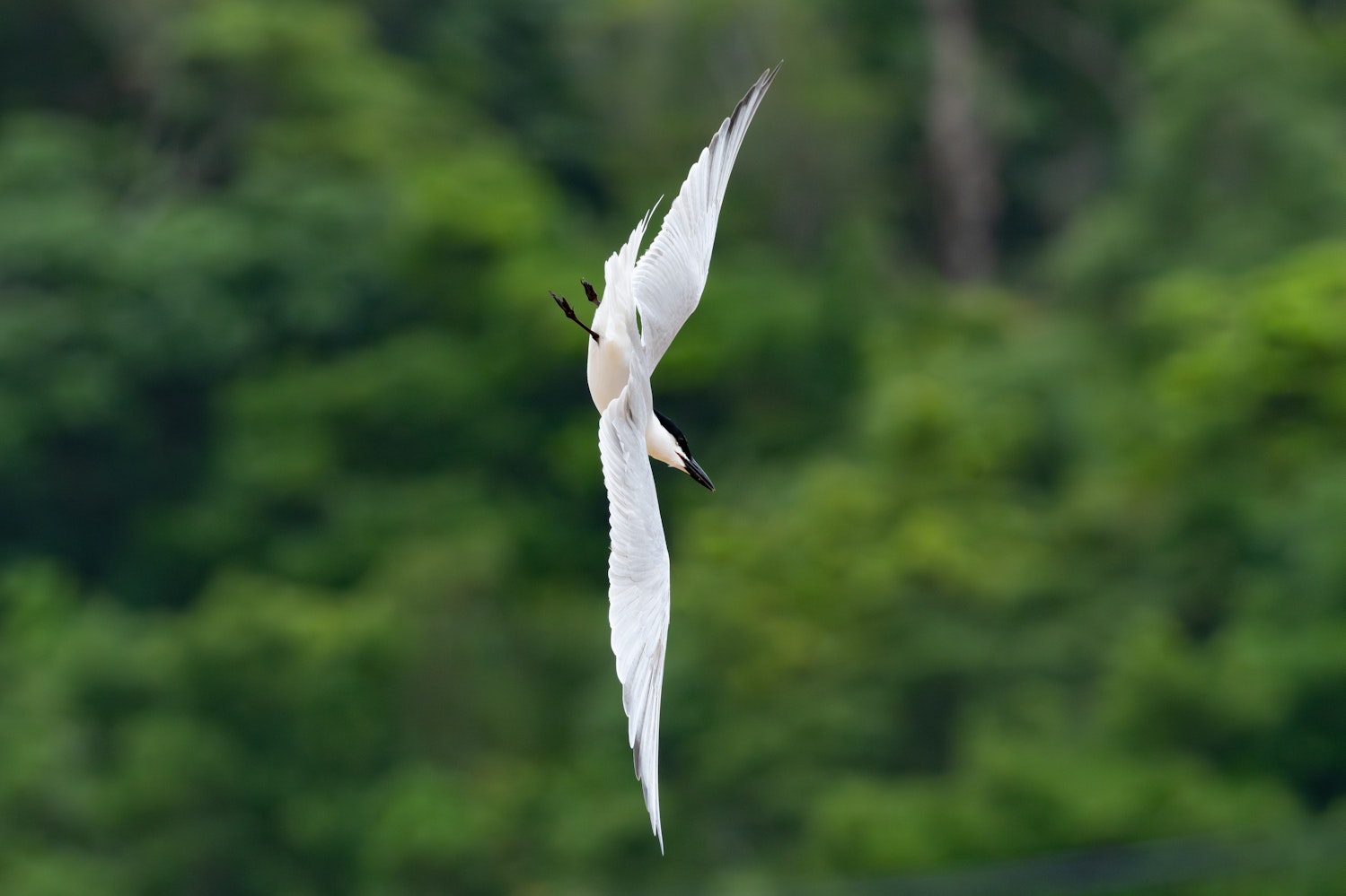 ハシブトアジサシ:採餌するため急降下する様子 - 2026.06.06 沖縄県宜野座村