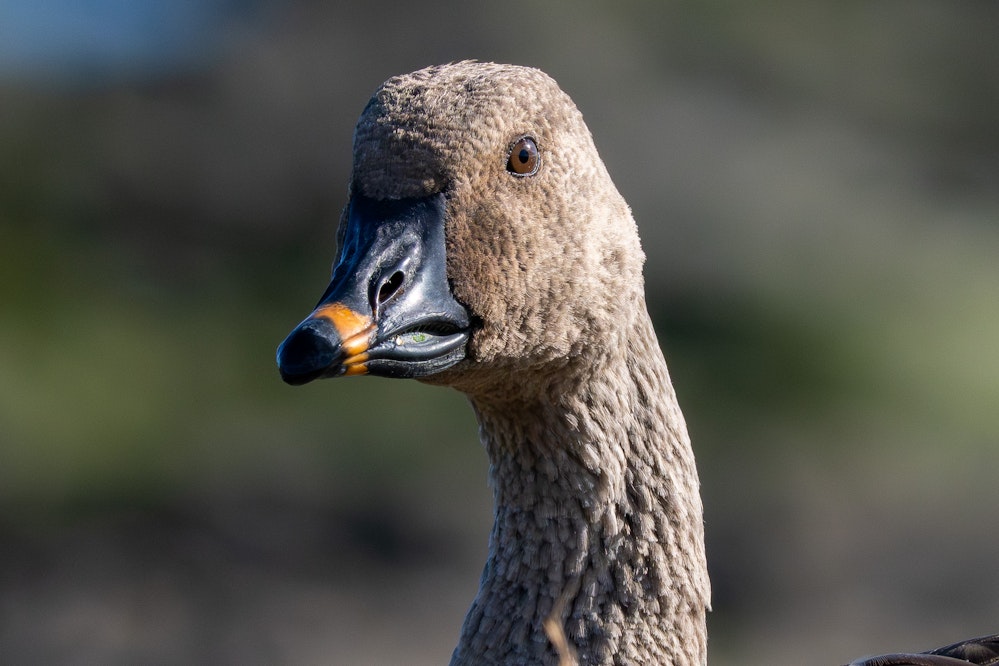 顔のアップ - 2026.01.04 沖縄県糸満市