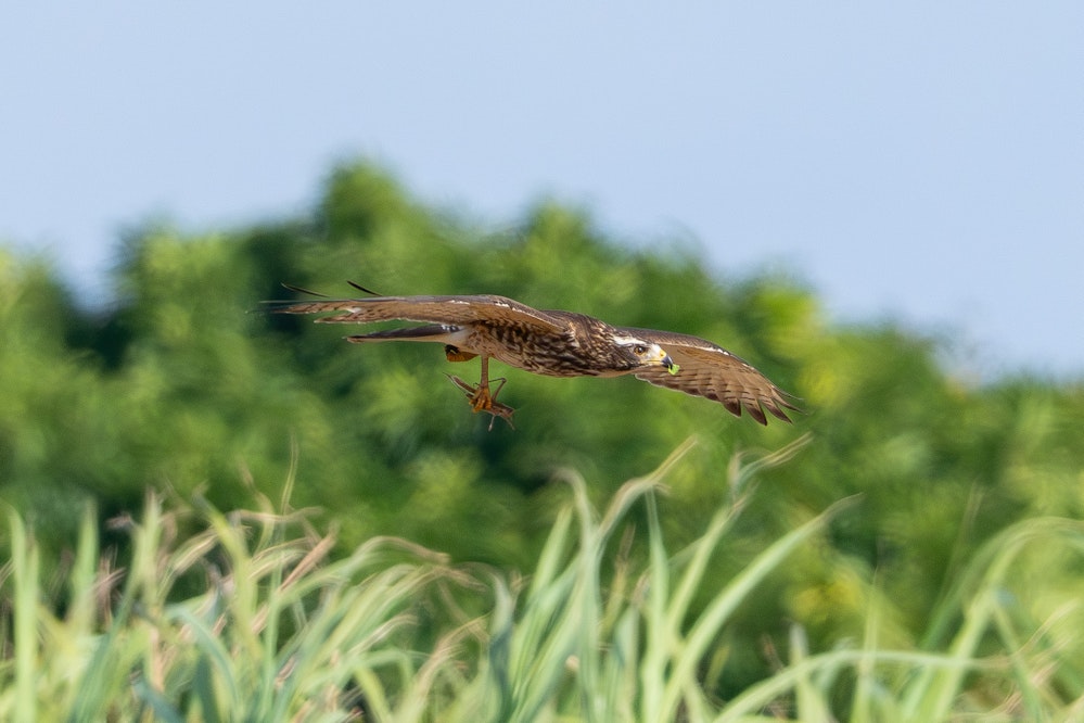 イナゴを捕まえた若鳥 - 2026.02.22 沖縄県うるま市