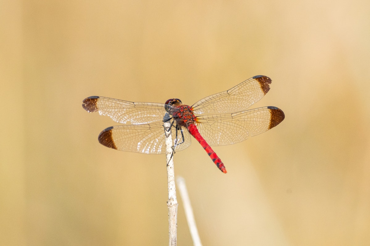 コノシメトンボ - 2025.10.17 群馬県赤城山