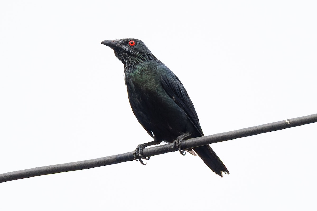 マレーシアの野鳥:ミドリカラスモドキ