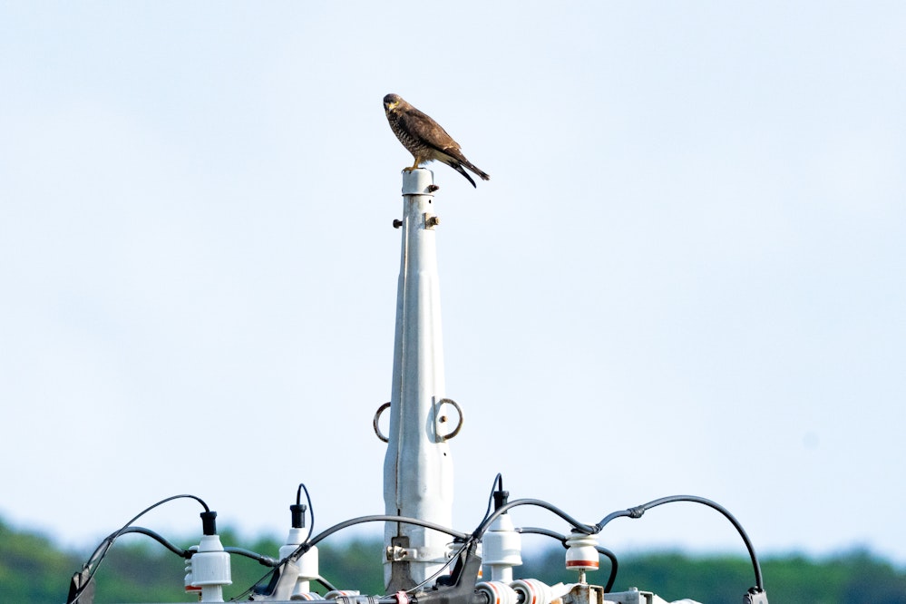 電柱（グランドワイヤキャップ）の上にいるサシバ - 2025.11.04 沖縄県南城市