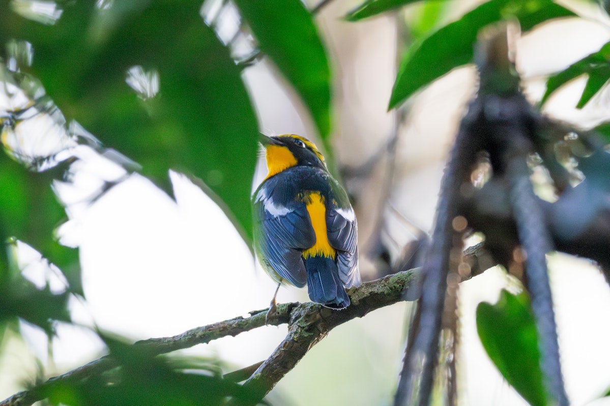 リュウキュウキビタキ？の後ろ姿 - 2025.10.26 沖縄県読谷村