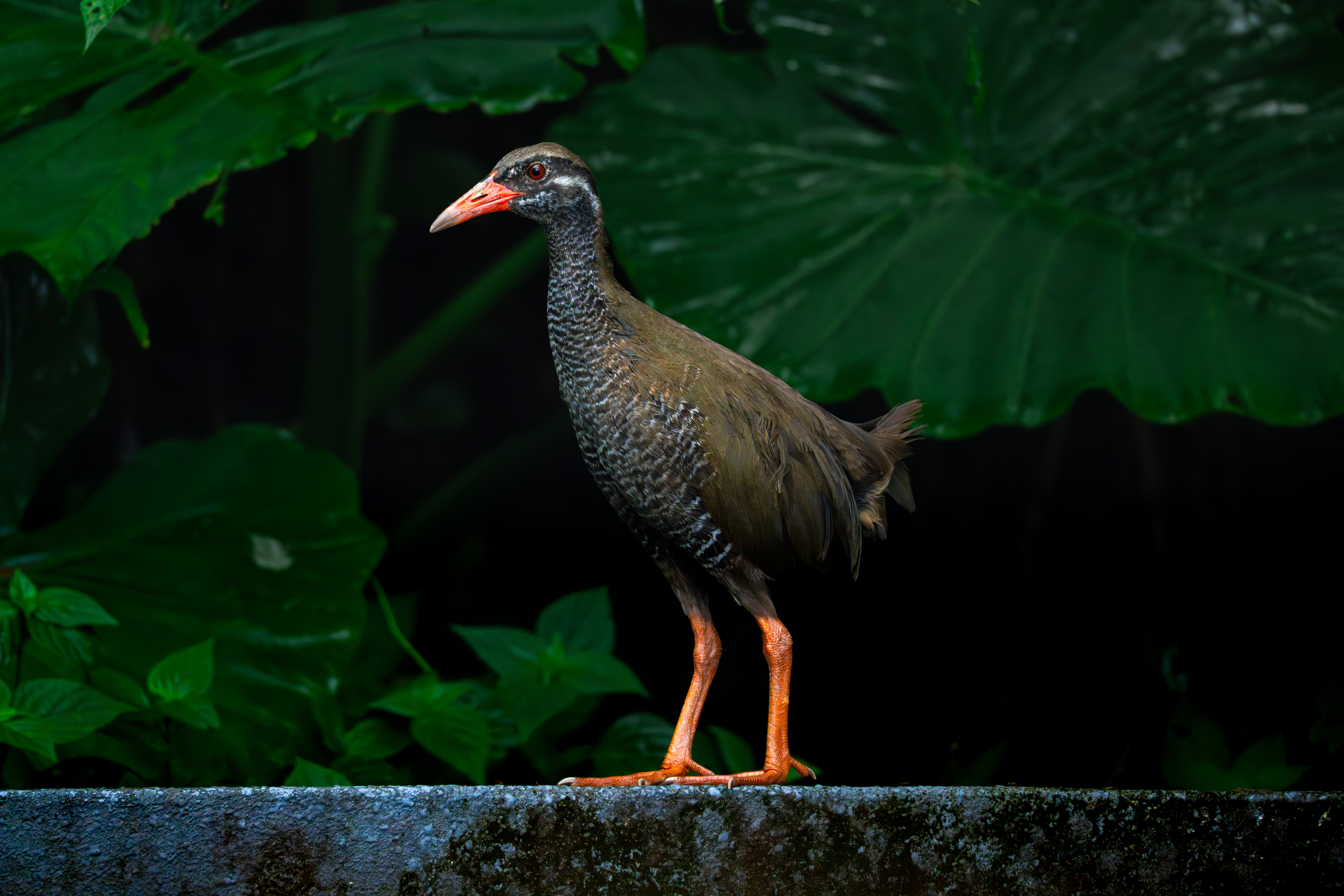 ヤンバルクイナ｜沖縄の野鳥