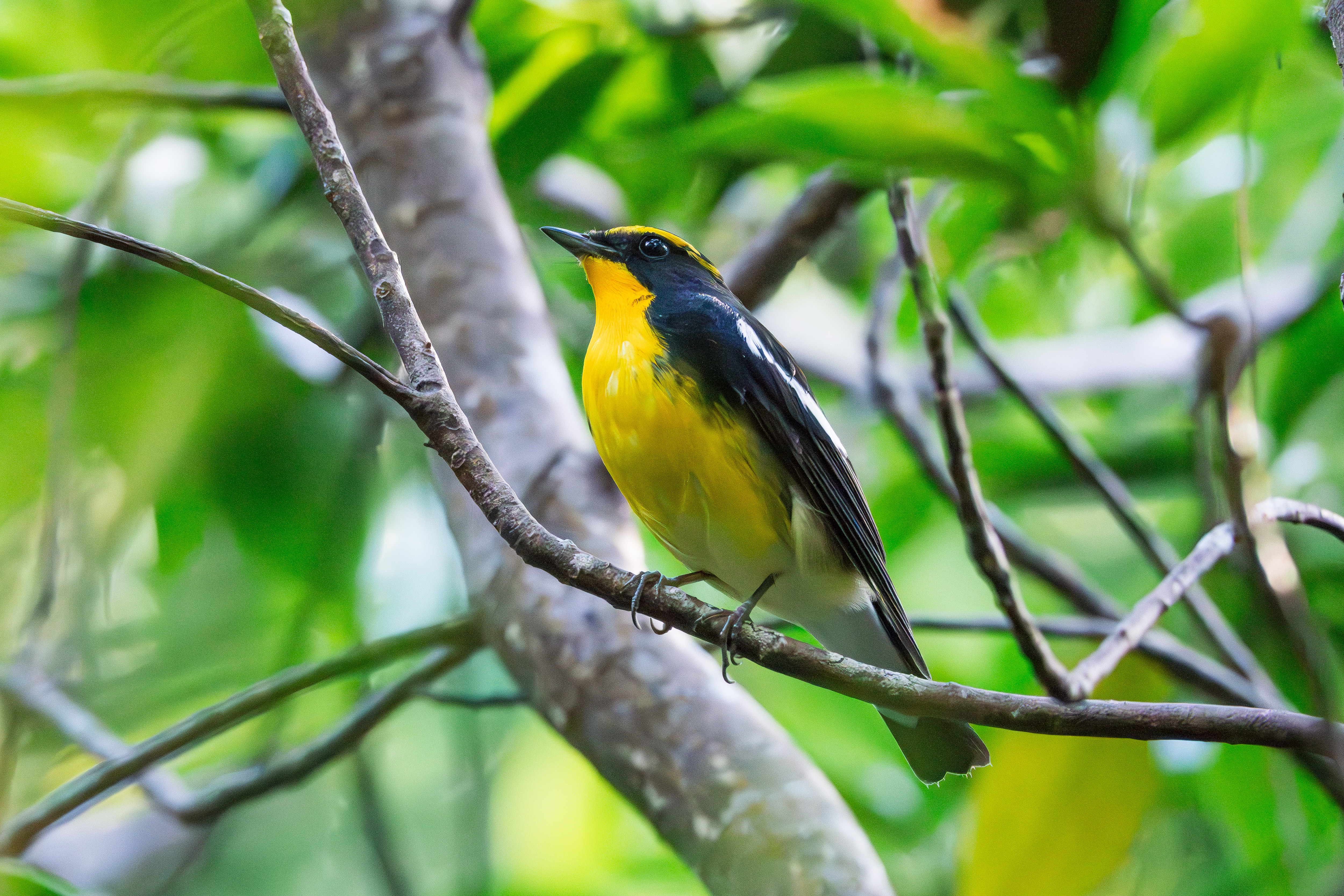 リュウキュウツバメ　バードカービング 空飛ぶ左官職人リュウキュウツバメ - 沖縄で野鳥観察
