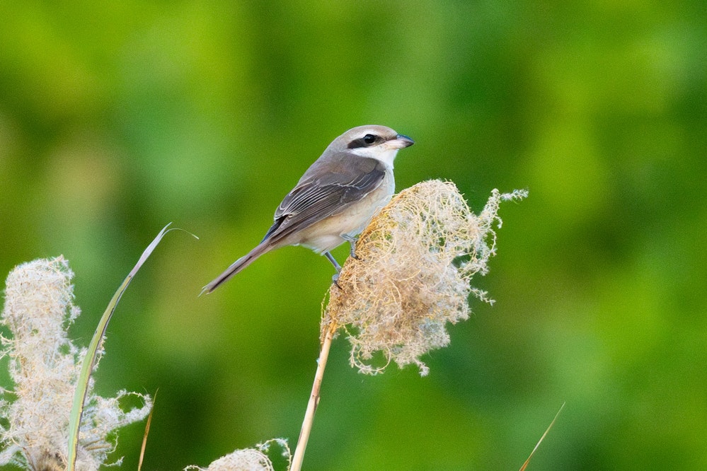 沖縄島で見かけたシマアカモズ - 2025年1月16日