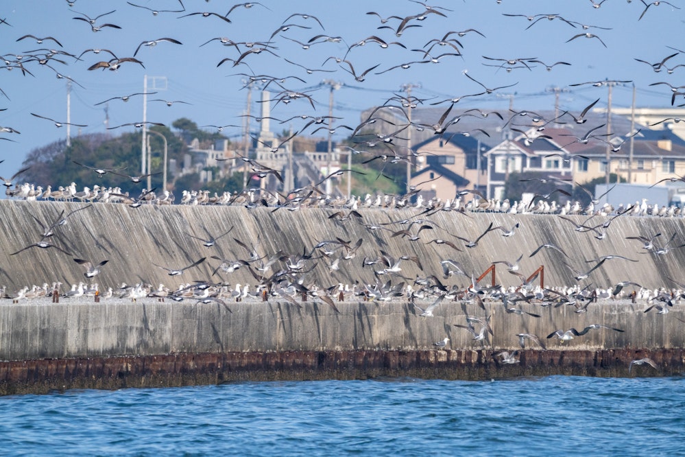 銚子には大量のカモメが飛来する - 2026.02.15 千葉県銚子市