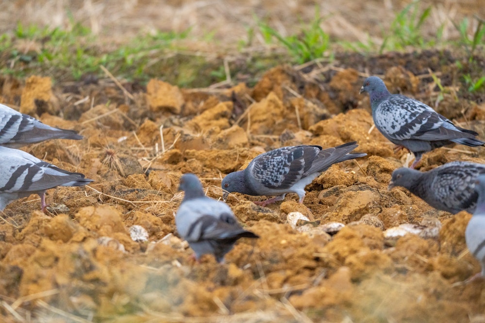 畑で餌を探す様子 - 2026.02.01 沖縄県金武町