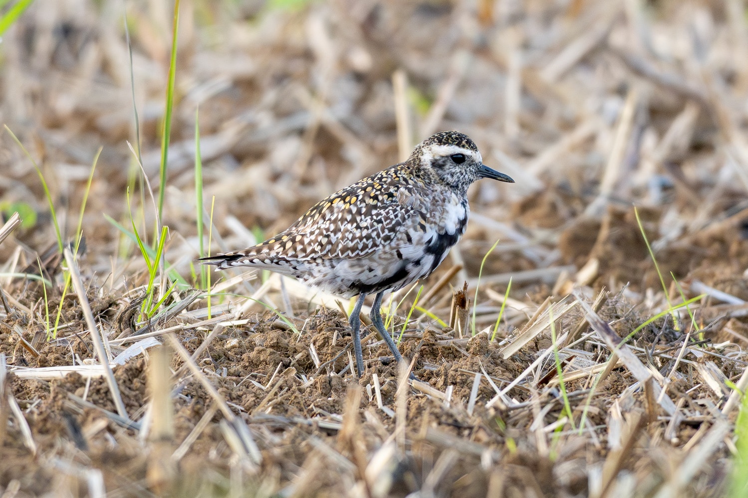 ムナグロ：Alternate plumage（夏羽）へ移行中 - 2026.04.29 沖縄県糸満市