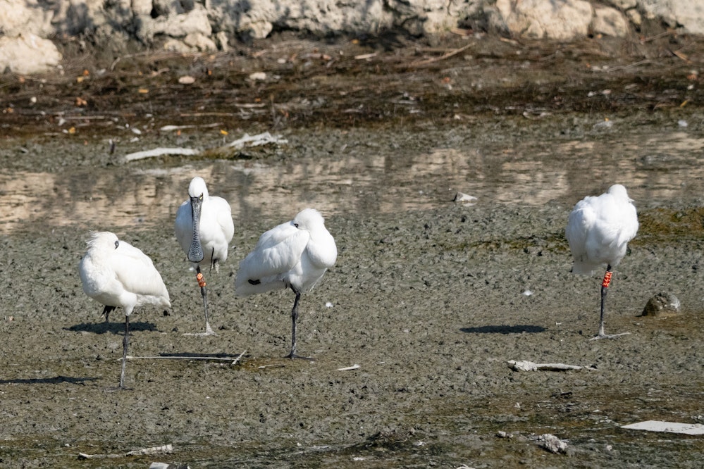 K31とM73 - 2026.01.26 沖縄県豊見城市