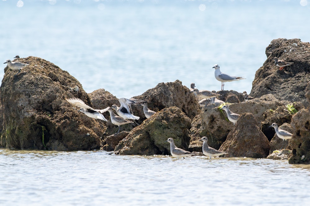 満潮で岩場に集まるダイゼン - 2026.03.08 沖縄県沖縄市