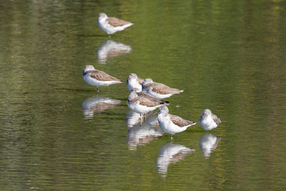 少しづつ茶色くなってきた - 2026.01.25 沖縄県豊見城市