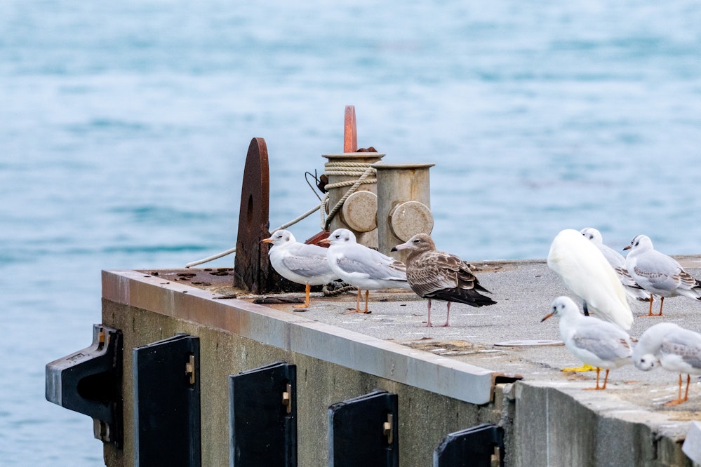 港で休むユリカモメ達と、なぜか隣にいるウミネコの幼鳥 - 2025.12.21 沖縄県南城市