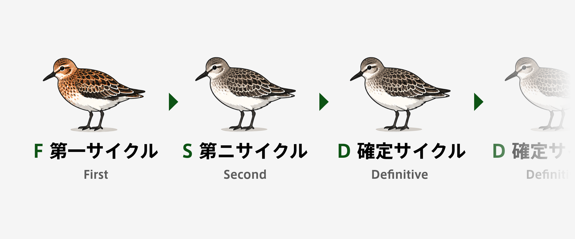 WRP System(Wolfe–Ryder–Pyle System)換羽サイクルに基づく年齢・羽衣の記載方法:WRPシステムサイクル