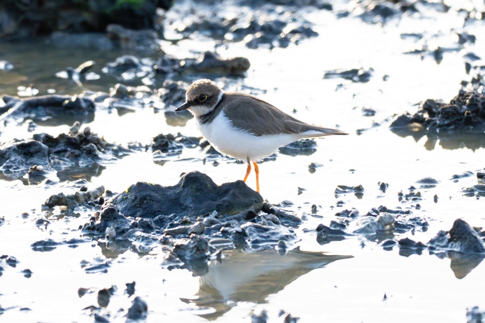 冬のコチドリ、少しモフモフ - 2026.01.27 沖縄県南城市