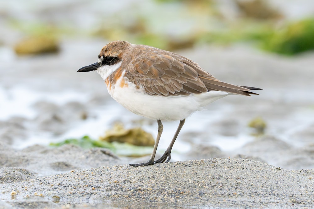 Alternate plumage（成鳥夏羽）になりつつある - 2026.03.29 沖縄県沖縄市