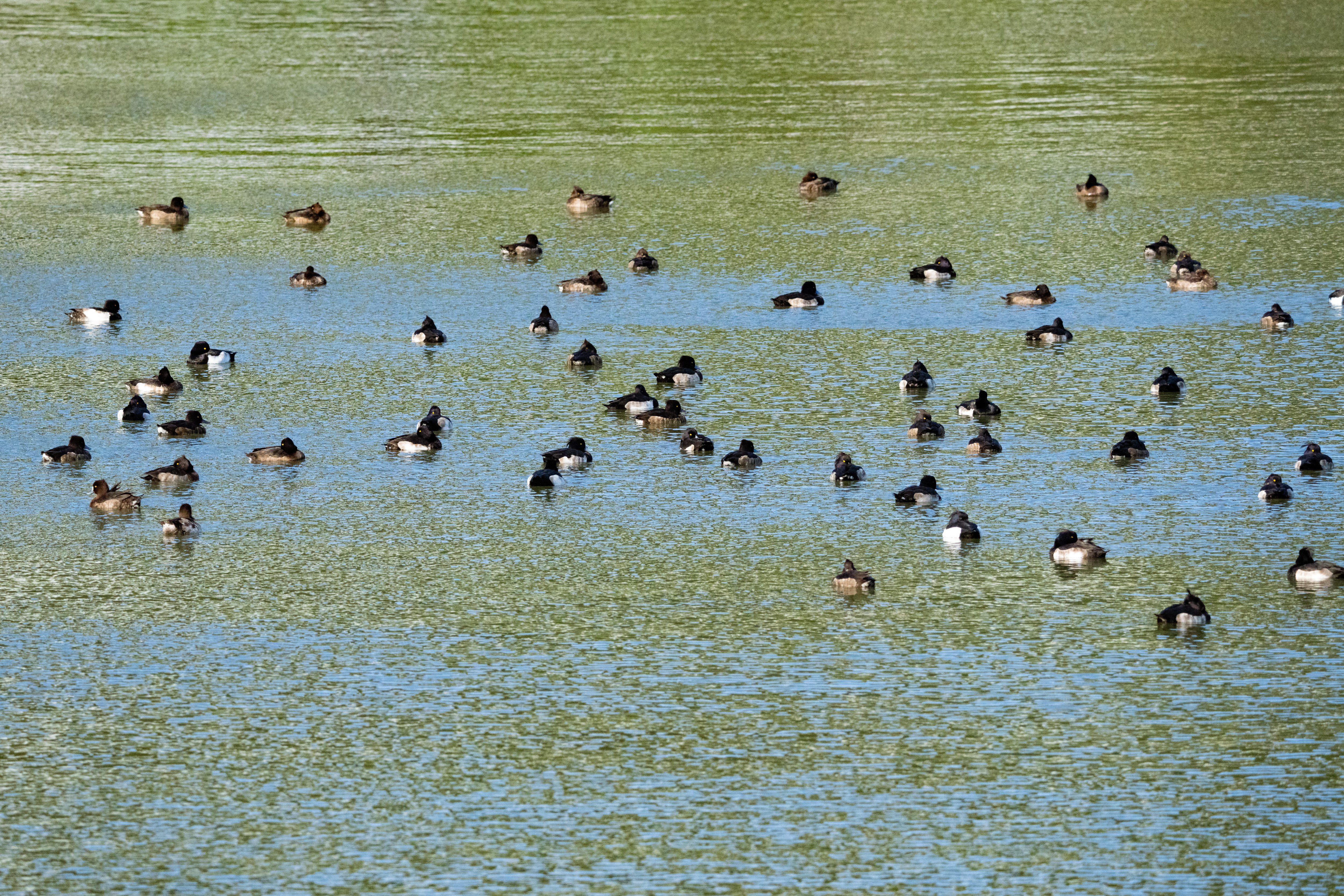 キンクロハジロの群れ - 2026.1.11（沖縄県南城市）