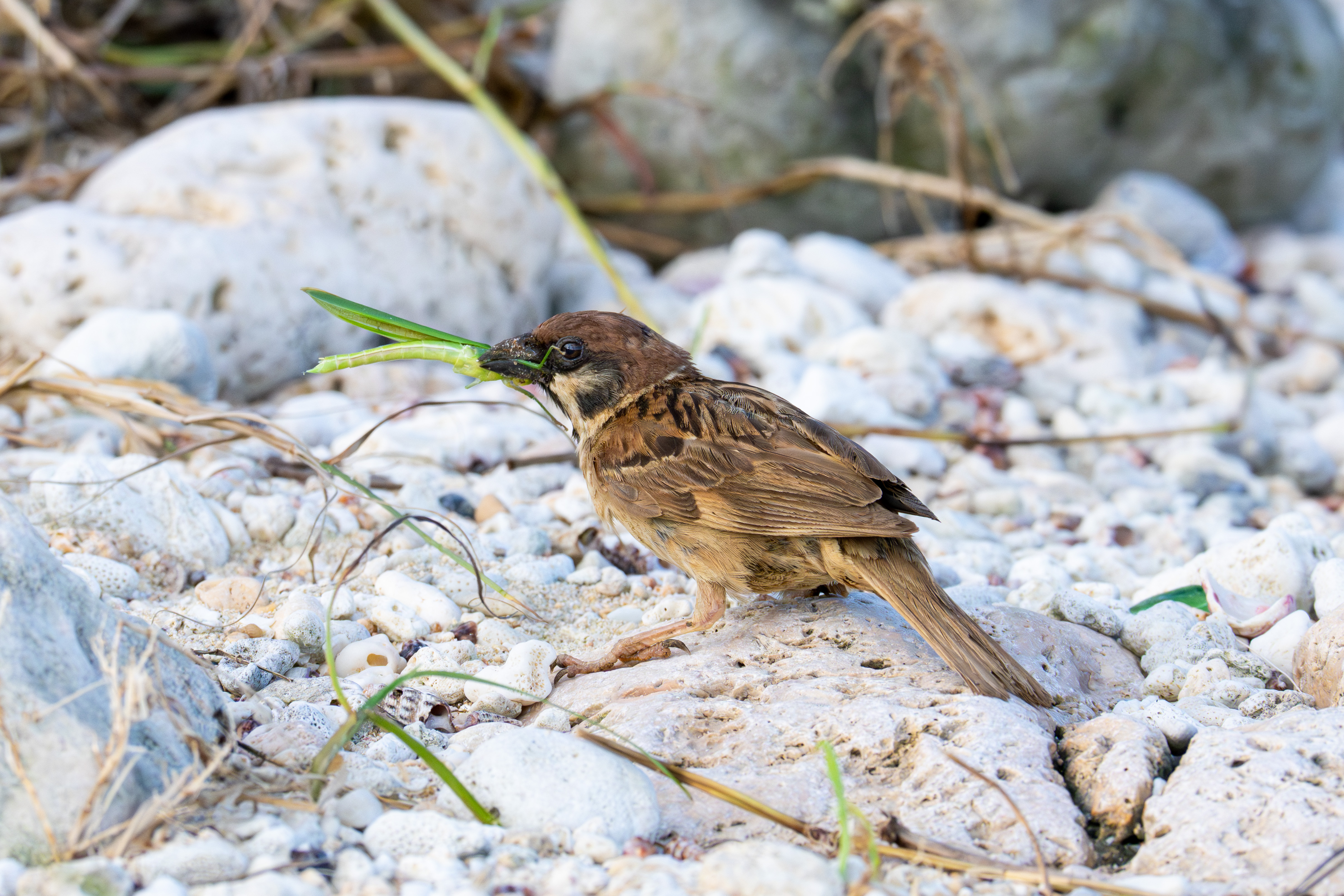 スズメ｜沖縄の野鳥