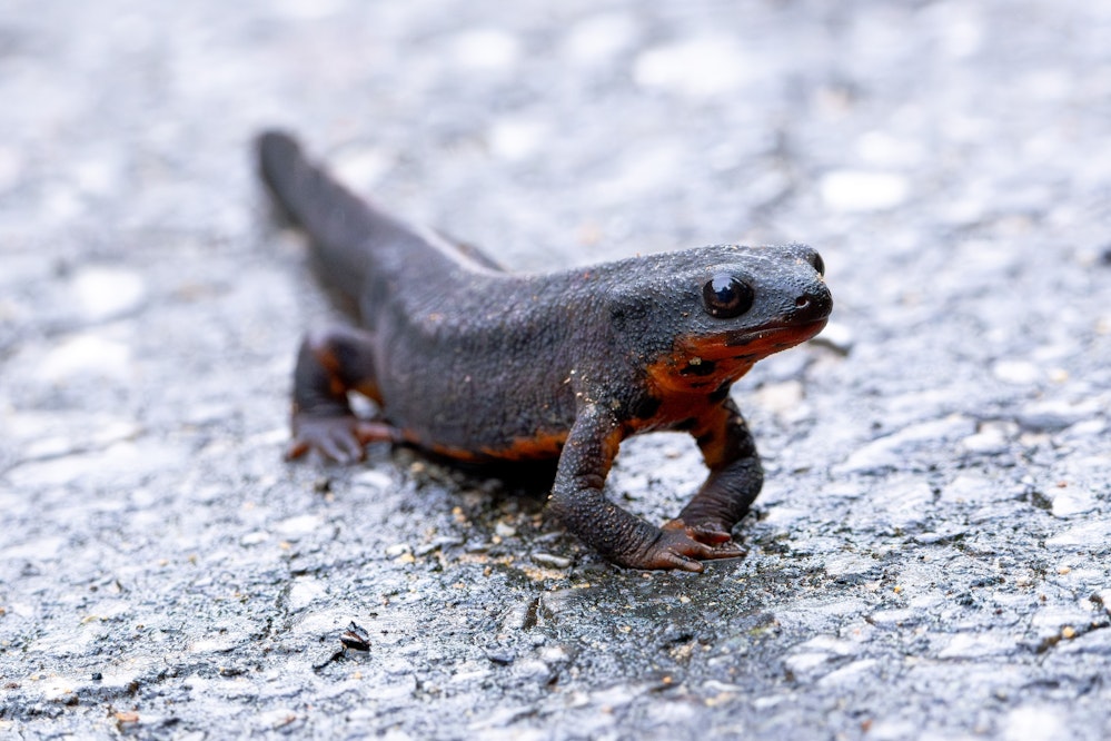 オキナワシリケンイモリ