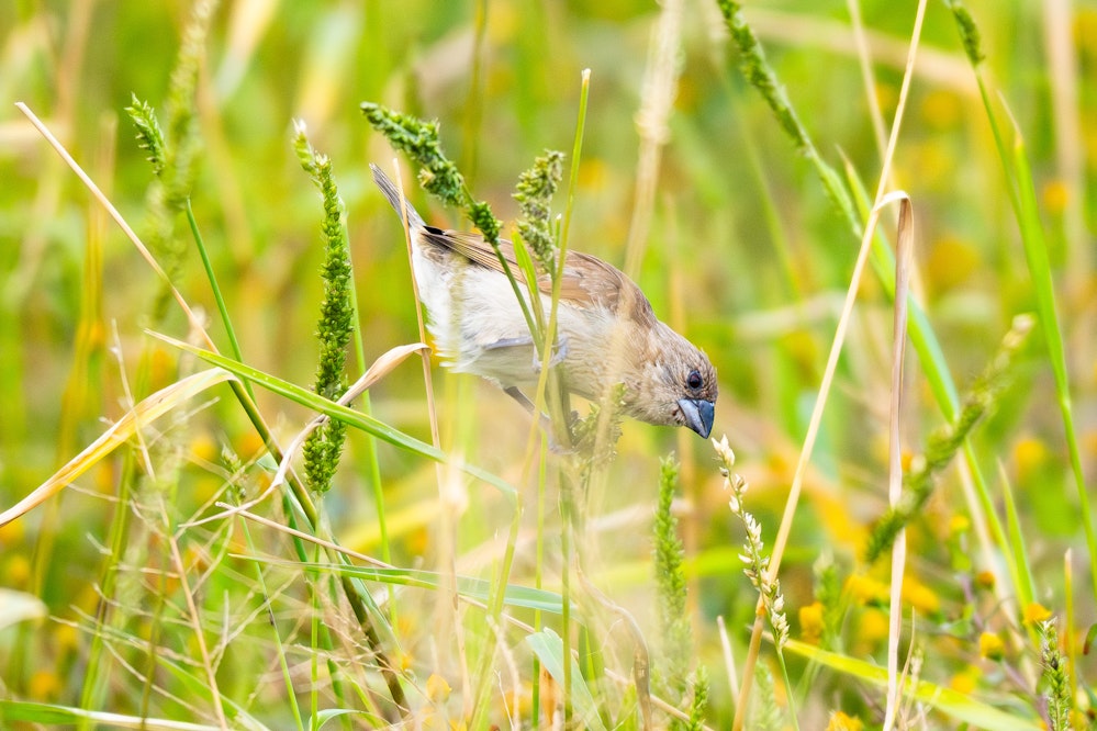 幼鳥のお腹はまだ縞模様がない - 2026.02.01 沖縄県金武町