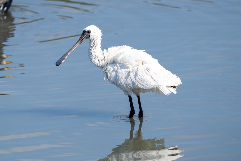 クロツラヘラギの幼鳥 - 2026.01.25 沖縄県豊見城市