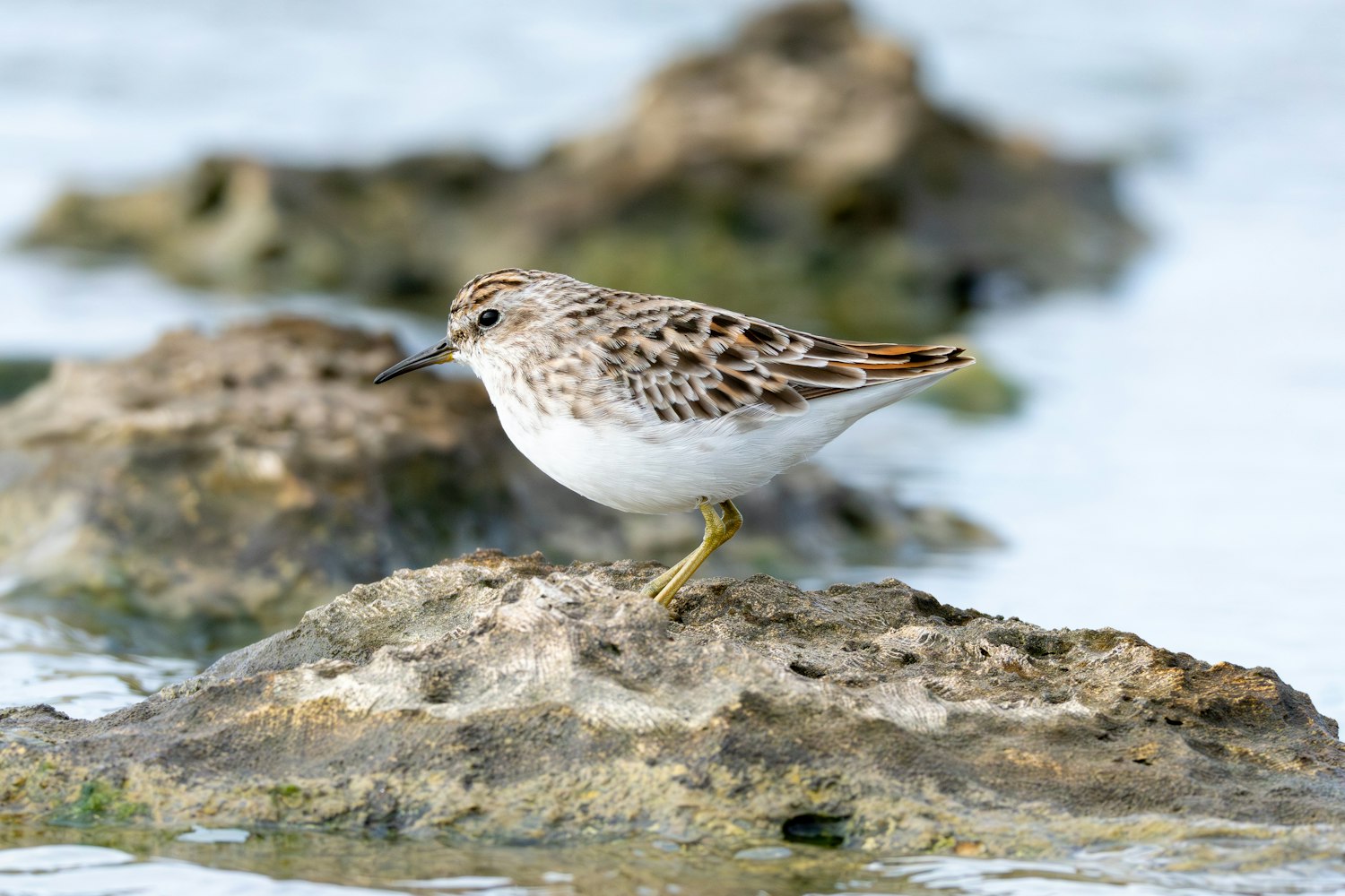 ヒバリシギ：Alternate plumage（成鳥夏羽） - 2026.04.29 沖縄県糸満市