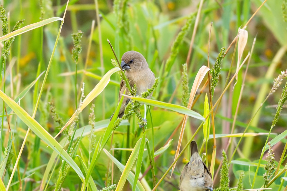 幼鳥のお腹はまだ縞模様がない - 2026.02.01 沖縄県金武町