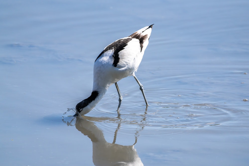 嘴を左右に振って採食するソリハシセイタカシギ