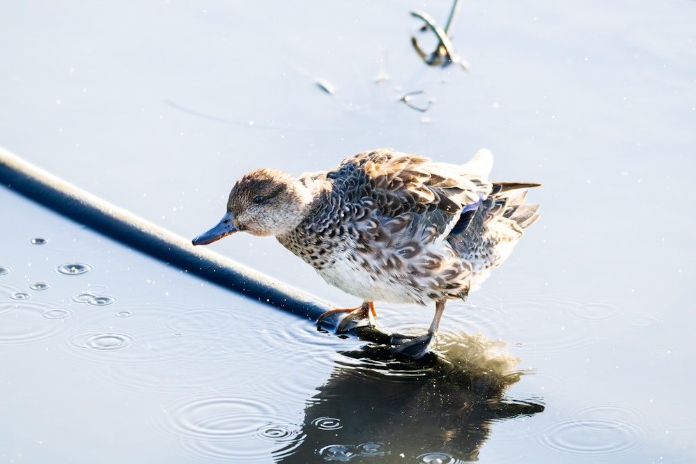水を飲むコガモ - 2025.12.01 沖縄県豊見城市