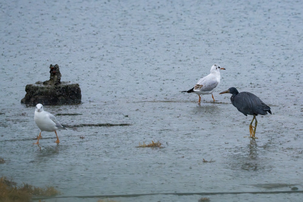 クロサギによってチリジリになるユリカモメ - 2025.12.20 沖縄県南城市