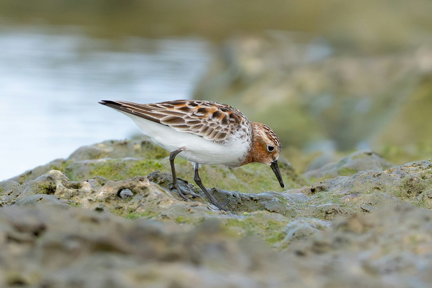 トウネン：Alternate plumage（成鳥夏羽）- 2026.04.29 沖縄県糸満市