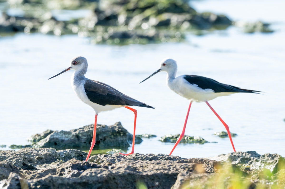 同じセイタカシギでも色や目の大きさはだいぶ差がある - 2025.09.22 沖縄県糸満市