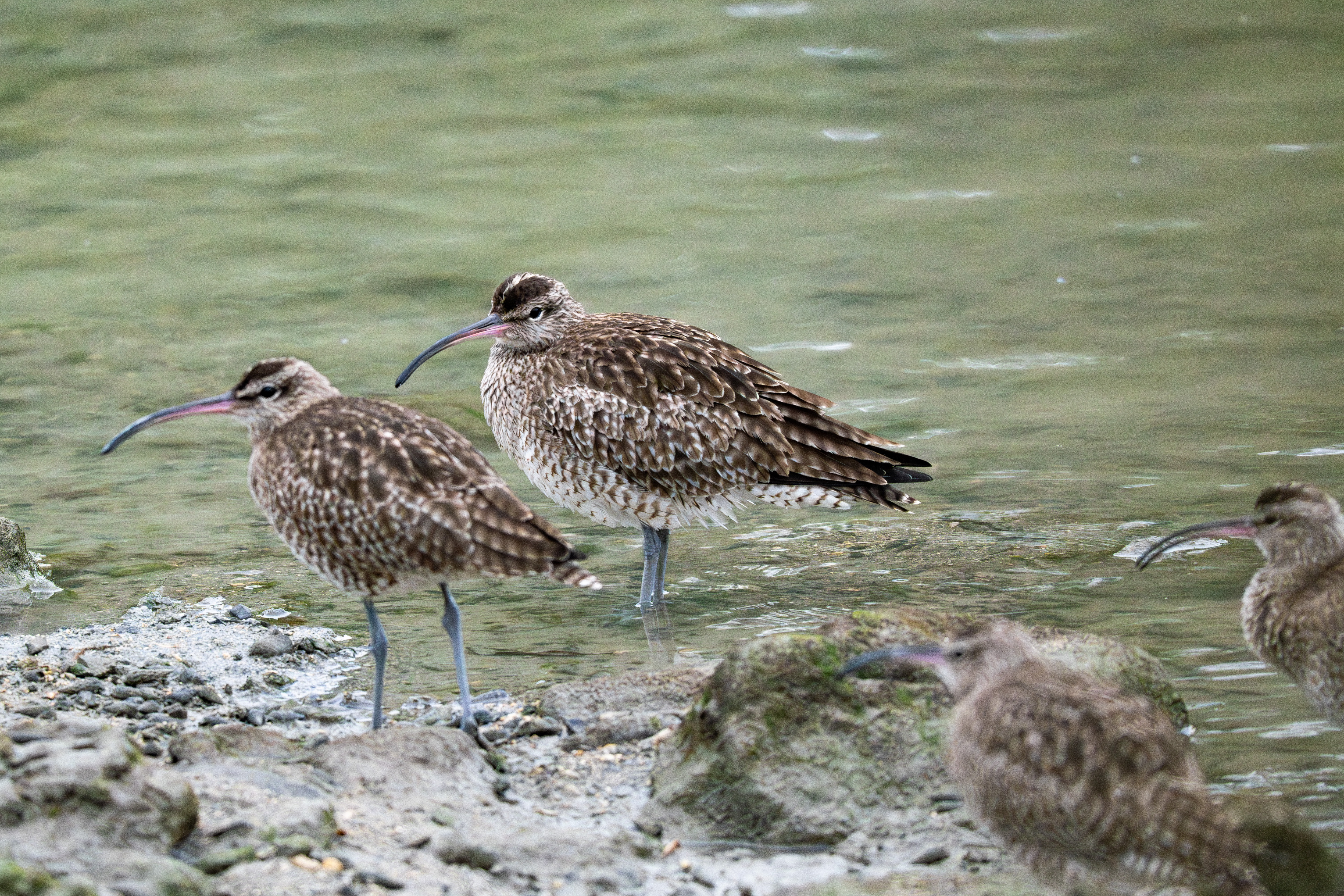 水路にいるチュウシャクシギの群れ - 2025.01.22 沖縄県糸満市