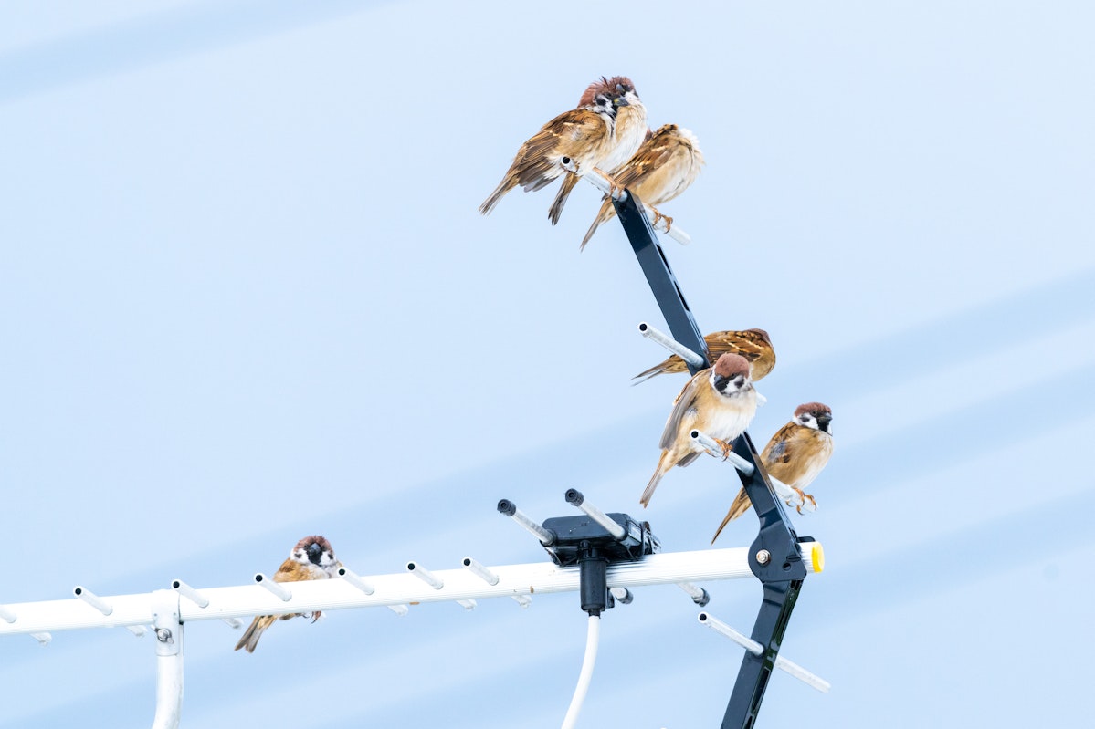 民家のアンテナに留まるスズメ - 2025.10.19 沖縄県南城市
