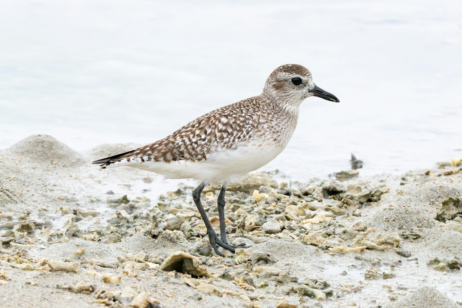 Basic plumage（成鳥冬羽）- 2026.03.30 沖縄県沖縄市