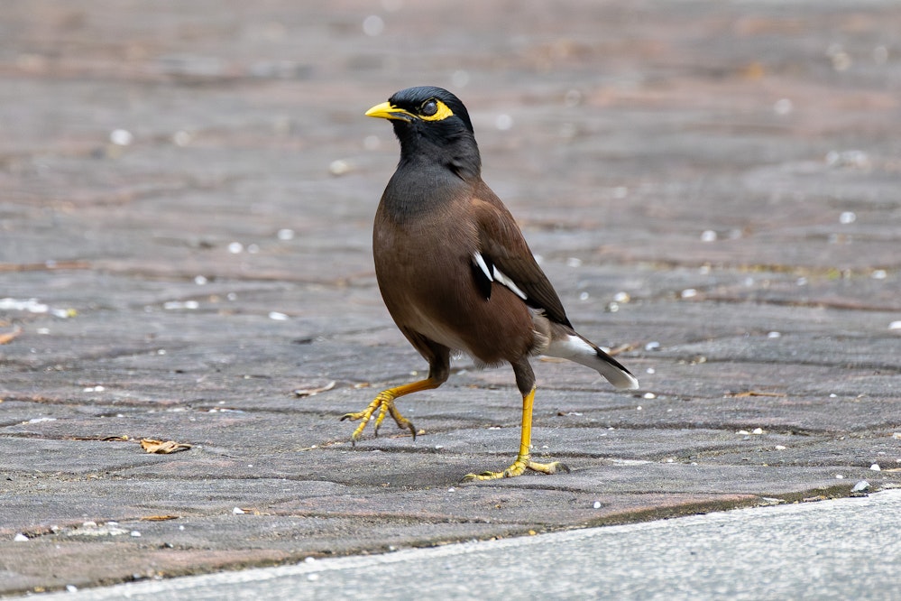 インドハッカ - 2026.03.22 台湾台北市 