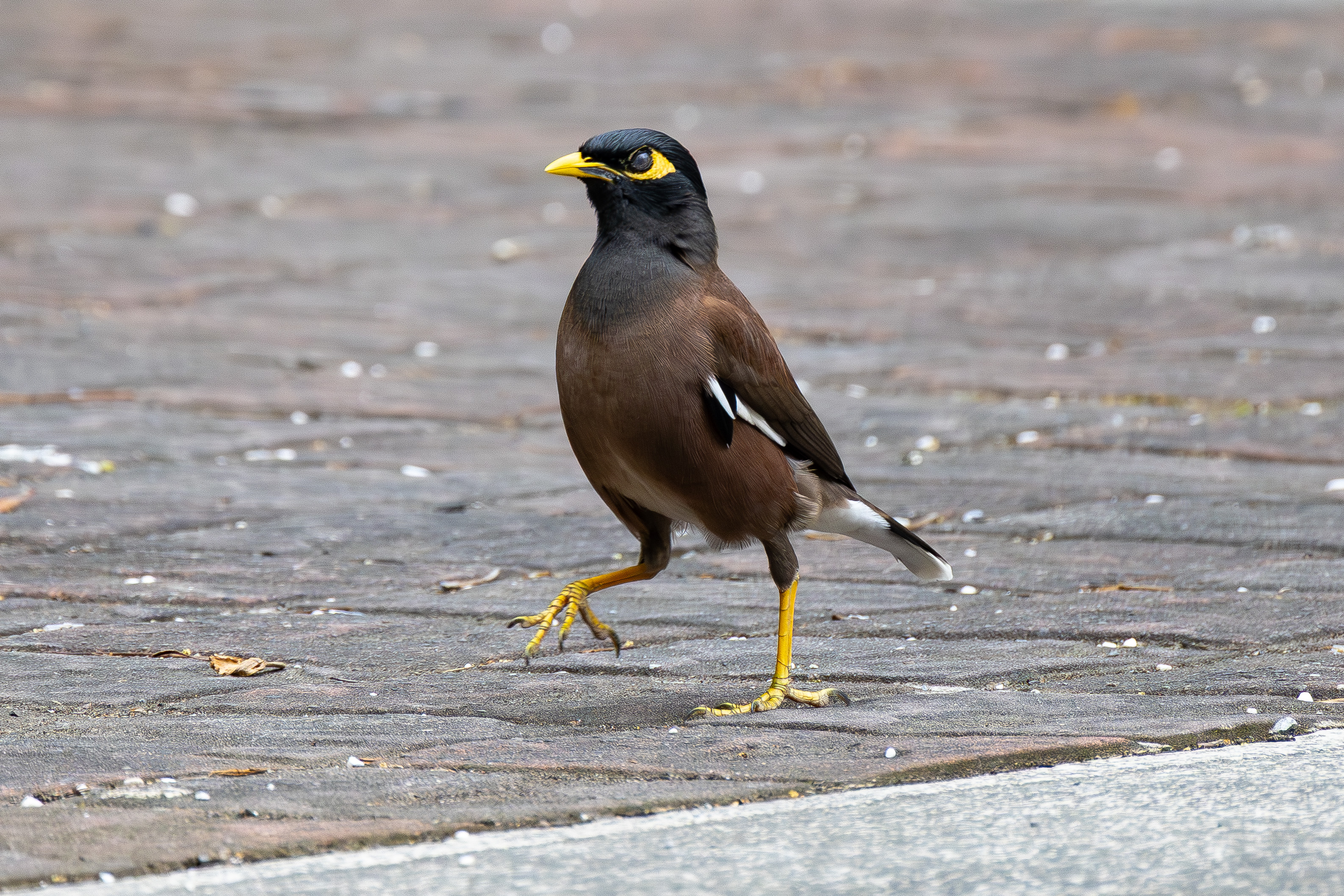 台湾の野鳥｜沖縄の野鳥
