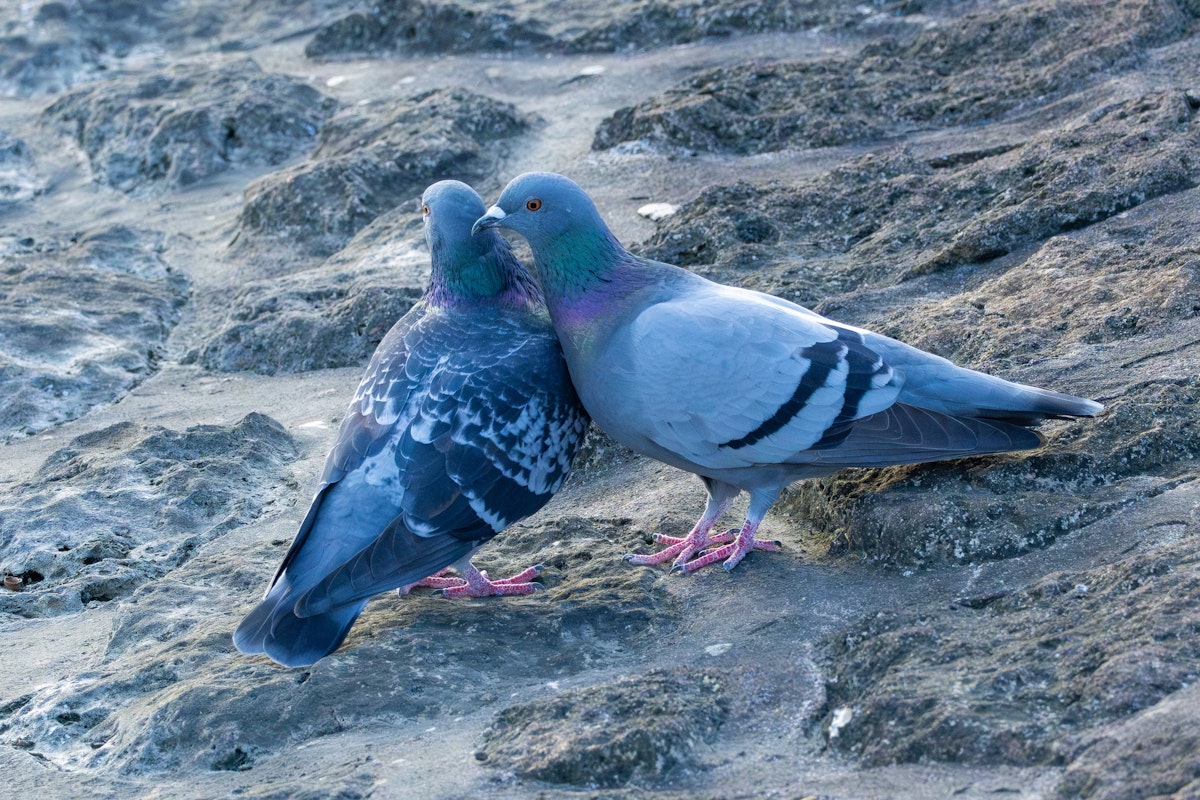 毛繕いしてイチャつくカワラバト