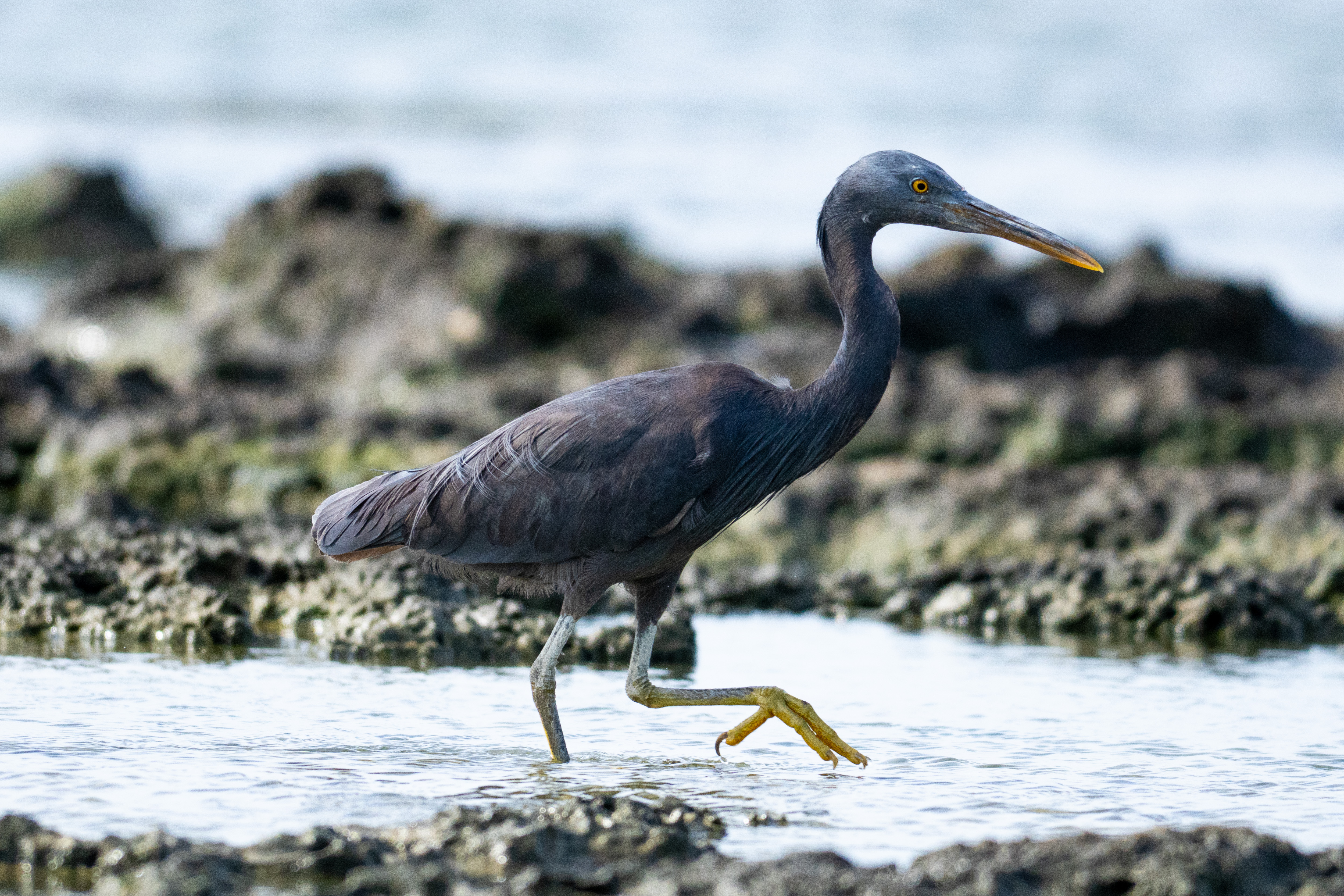 クロサギ｜沖縄の野鳥