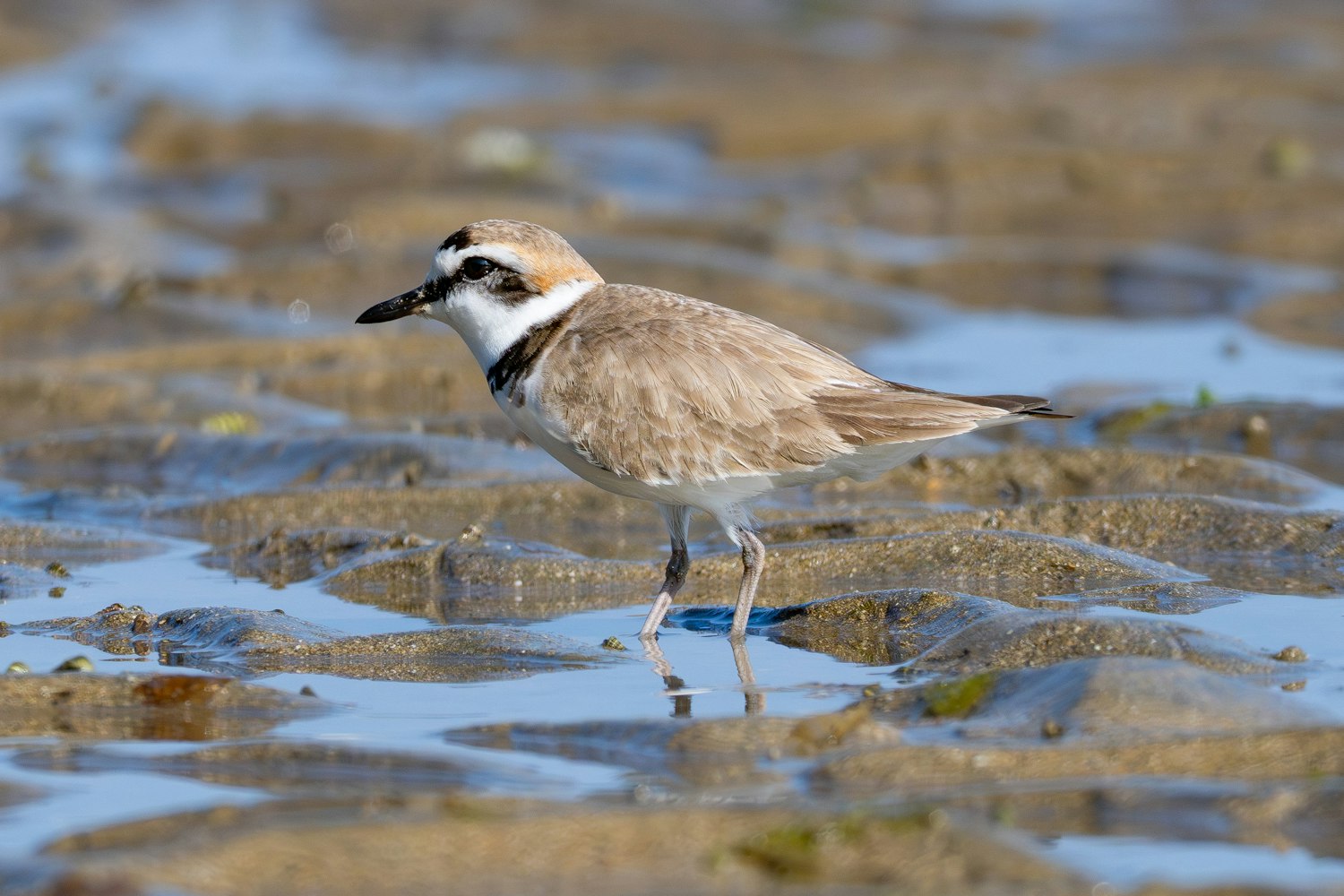 シロチドリ：Alternate plumage（成鳥夏羽）雄のシロチドリ - 2025.03.18 南城市
