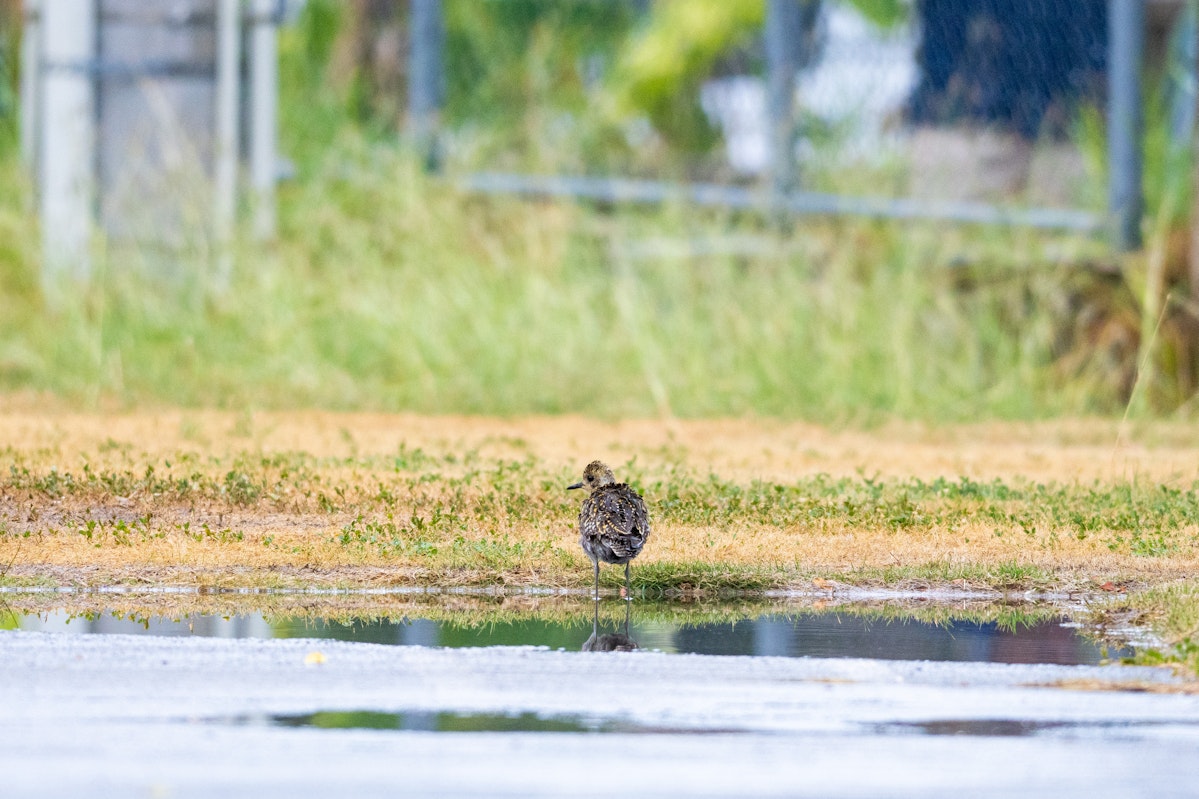 思ったより色んな場所で見かける。時には住宅地でも - 2025.10.19 沖縄県南城市