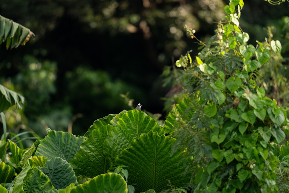 顔を覗かせる様子