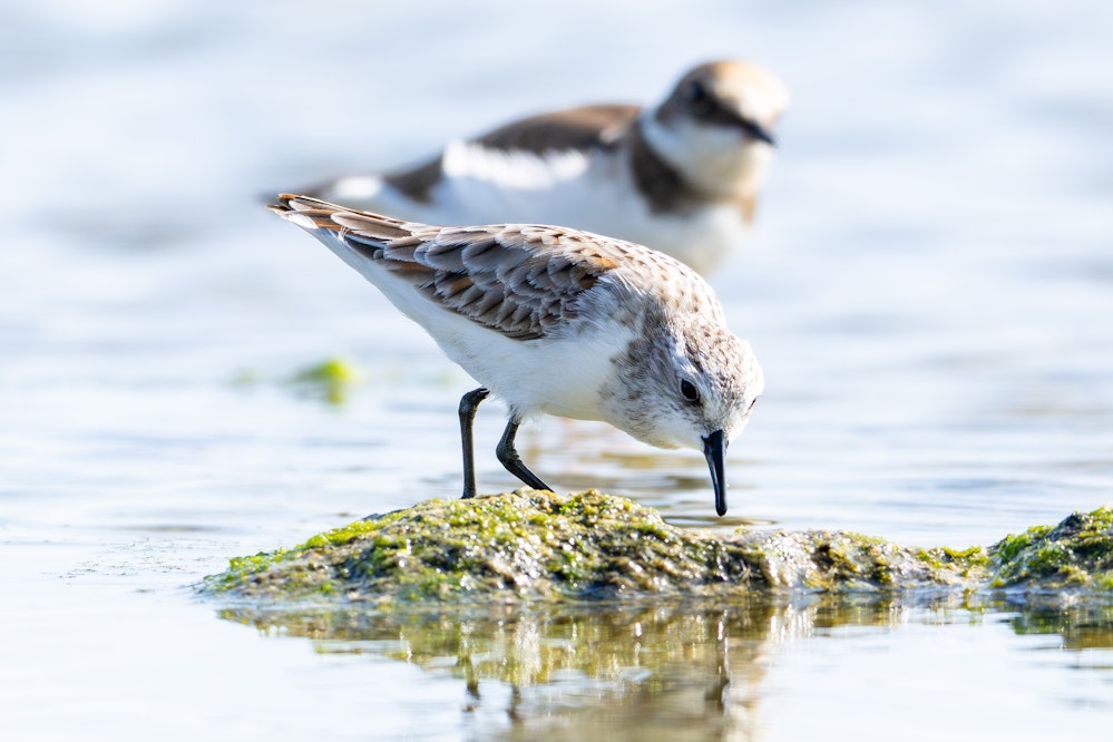 雨覆が夏羽になったヨーロッパトウネン - 2026.02.22 沖縄県糸満市