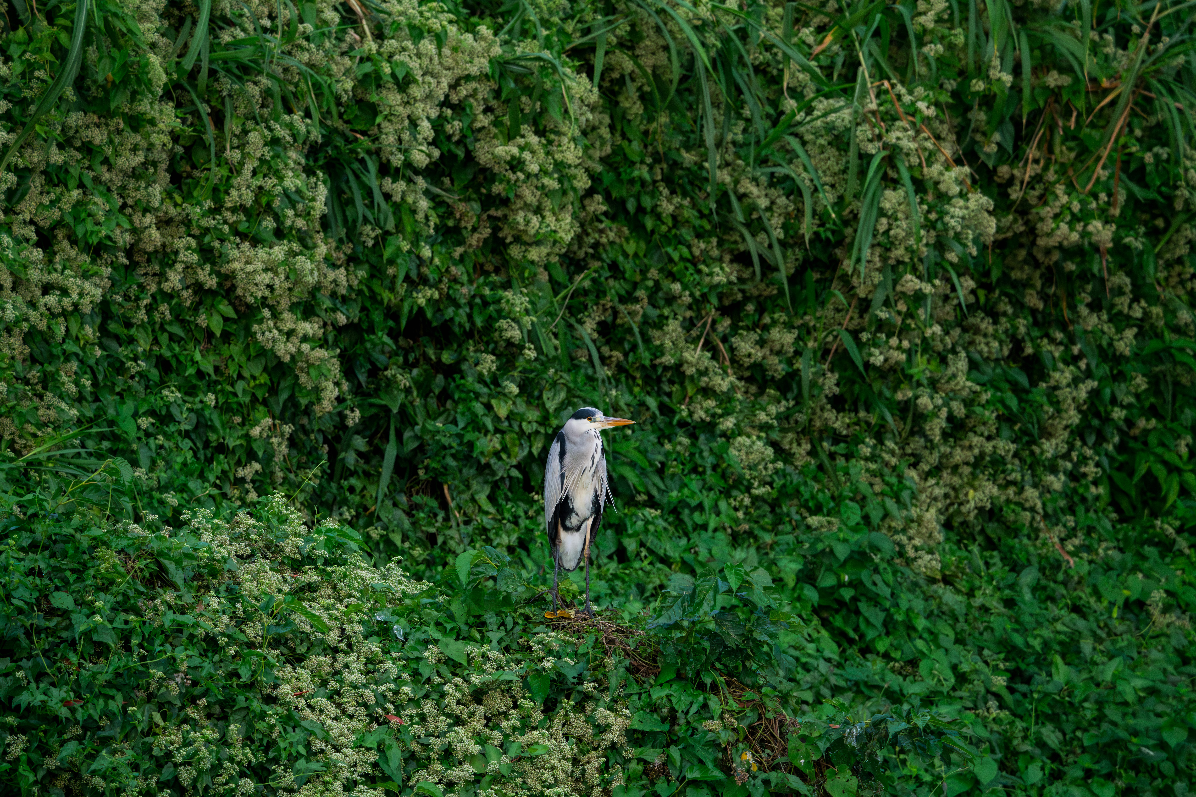 ツルヒヨドリの中でじっと休むアオサギ - 2025.12.24 沖縄県南城市