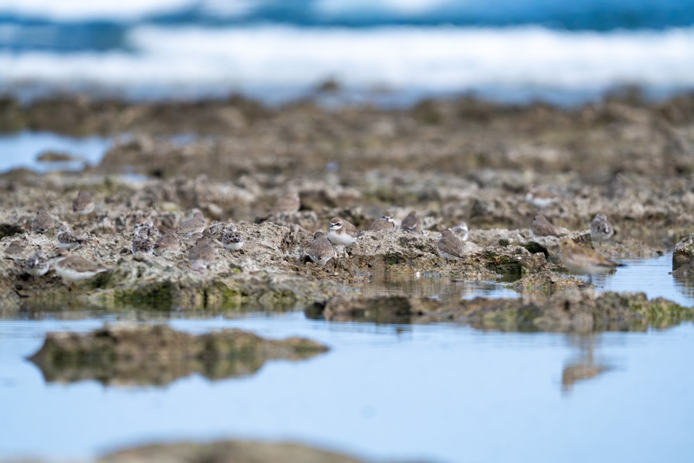 たくさんいるが保護色で溶け込んでいる - 2025.03.15 沖縄県糸満市