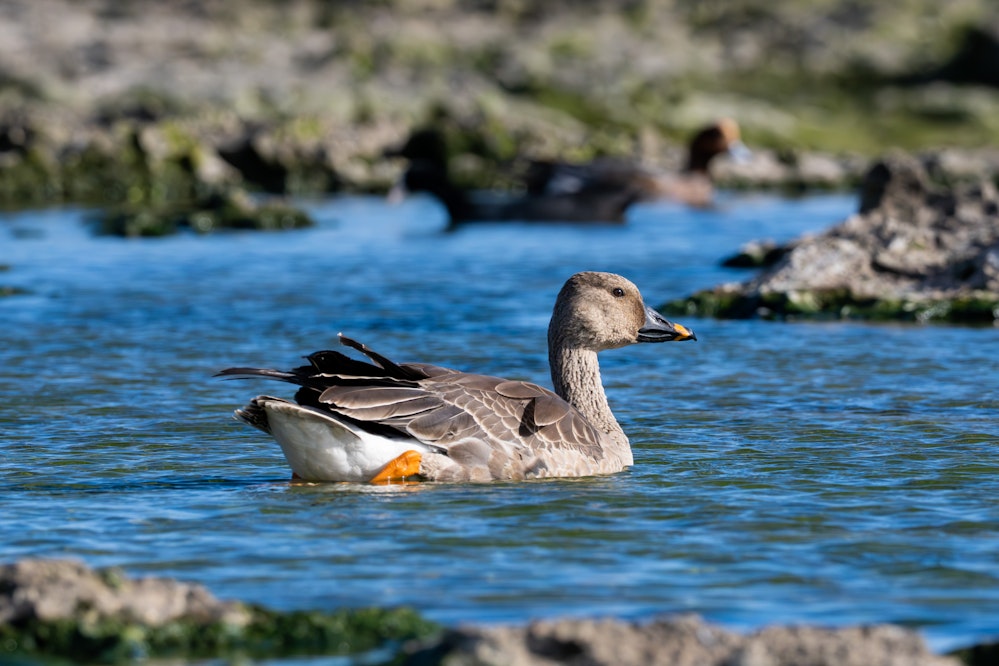 カモ科らしく泳ぐ - 2026.01.04 沖縄県糸満市