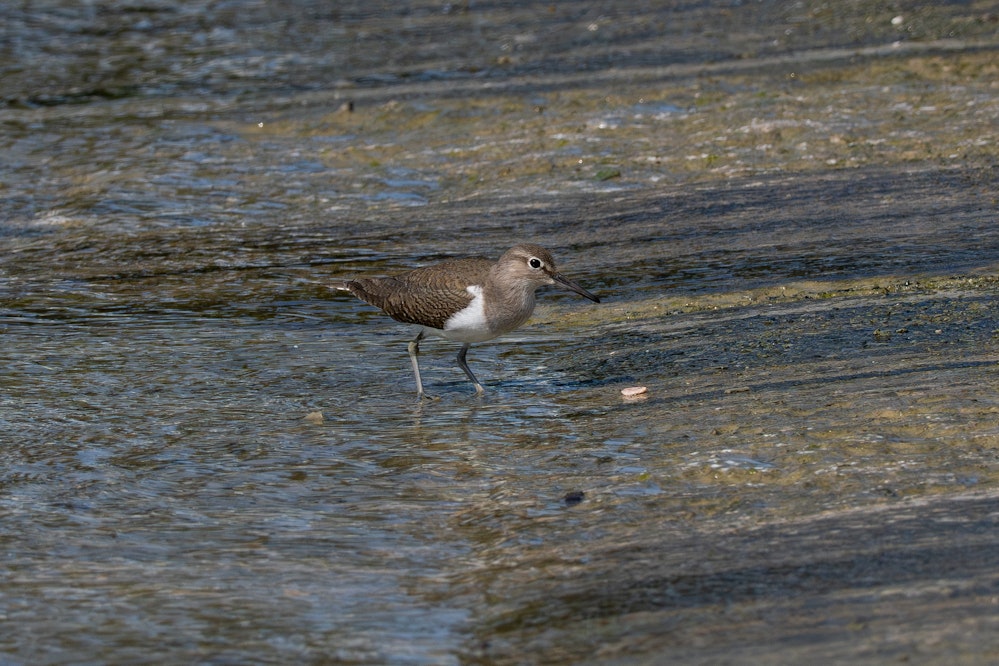 何か運んできた... - 2026.01.26 沖縄県豊見城市